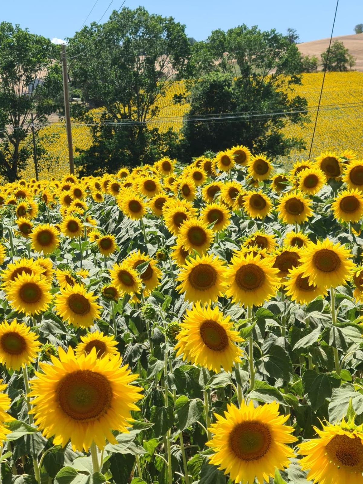 Hotel Casale Il Girasole Barbara Zewnętrze zdjęcie